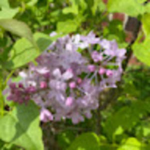 Meet your Posher, Martha